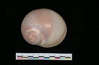 藏品(大玉螺)的圖片